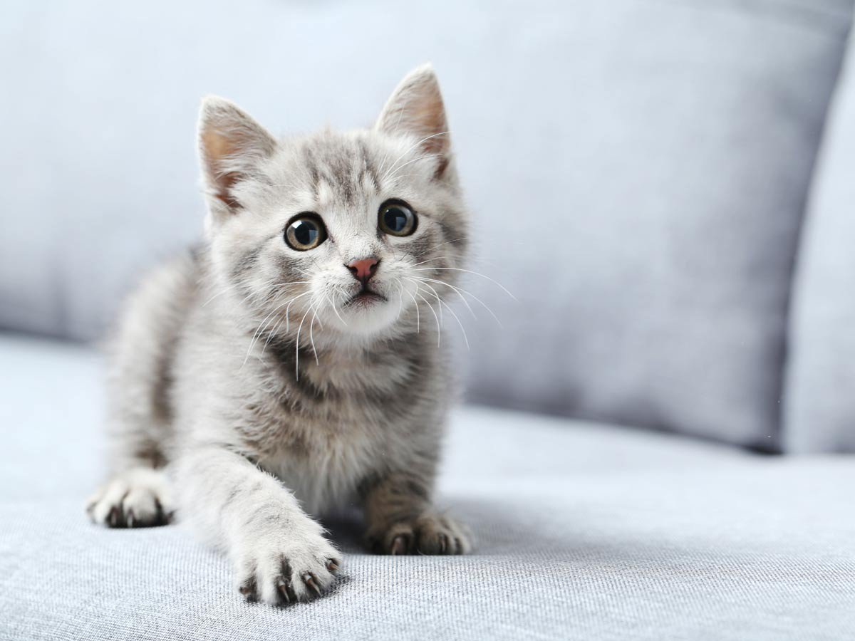 野良猫 クリニックブログ わだ内科整形外科